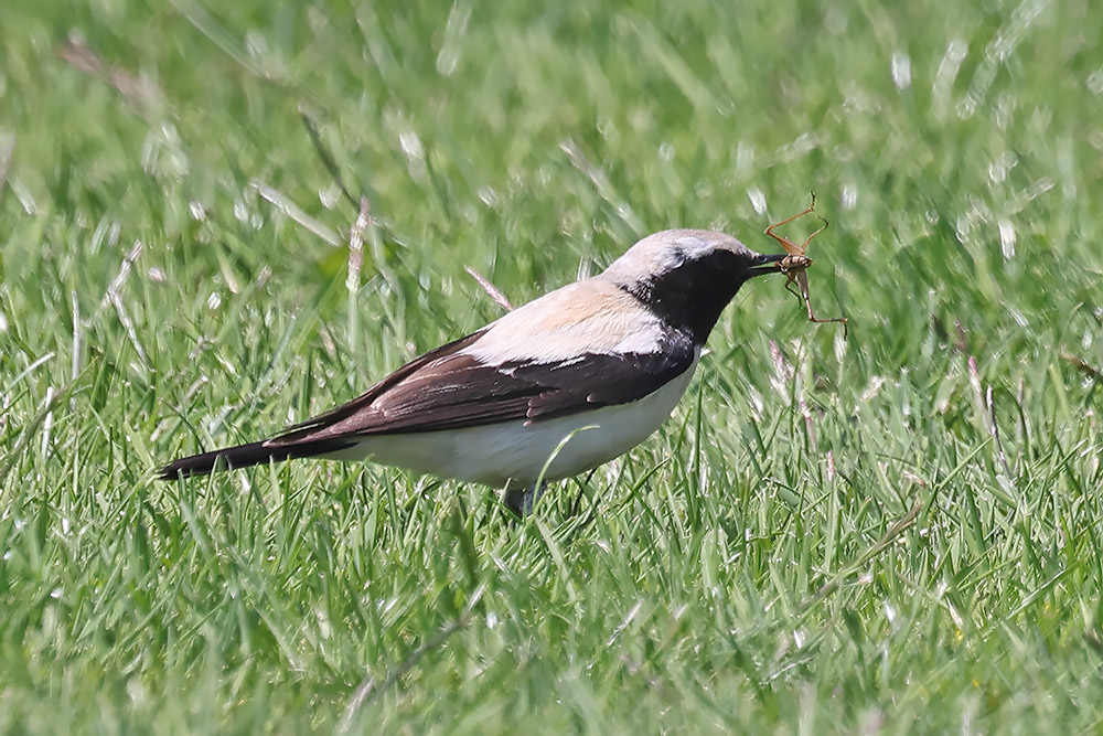 Desert wheatear
